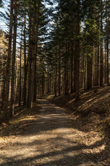 La foresta in primavera nel parco del Corno alle Scale