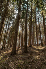 La foresta in primavera nel parco del Corno alle Scale