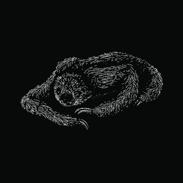 Unau or Linnaeus’s Two-Toed Sloth hand drawing vector illustration isolated on black background