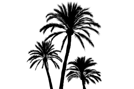 Tropical palms trees forest symbol. Palm trees isolated on a white background. Illustration. Black and white pattern. Vector. 