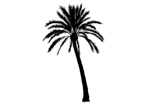 Palm tree symbol silhouette on a white background. One tree symbol illustration. Black and white.