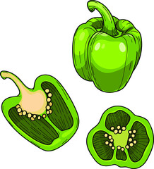 Sweet Paprika pepper, Whole and halved green bell pepper , Vector hand drawn illustration.