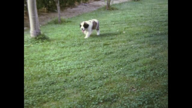 Spain 1976, Saint Bernard puppy in the meadow