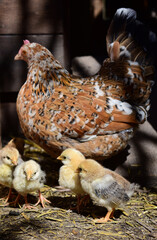Steinpipperl Henne mit eine Woche alten Küken in der Sonne im Frühling, Naturbrut