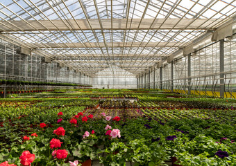 industrial greenhouse.Growing seedlings of flowers and greenery