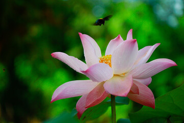 pink lotus flower