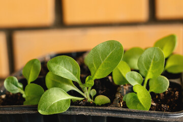 Growing organic vegetable seedlings and seedlings with your own hands.