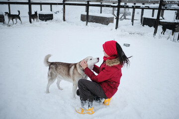 Northern Siberian huskies in the aviary in winter on the snow communicate with a person. A young Caucasian woman came to an animal shelter to choose a dog for herself.