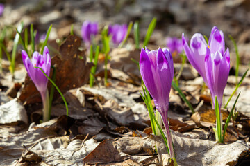 Close up of a woodland crocus, crocus tommasinianus, flower emerging into bloom