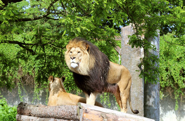 Female lion and male lion in Zoo.