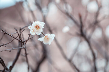 white plum blossoms in spring