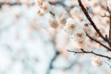white plum blossoms in spring