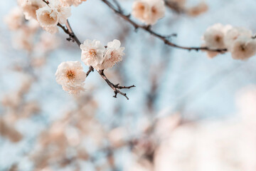 white plum blossoms in spring