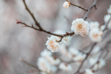 white plum blossoms in spring