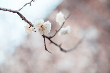 white plum blossoms in spring