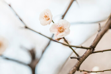 white plum blossoms in spring