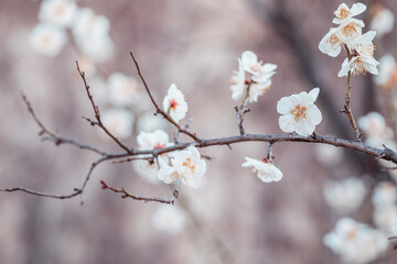white plum blossoms in spring