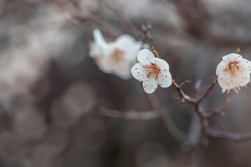 white plum blossoms in spring