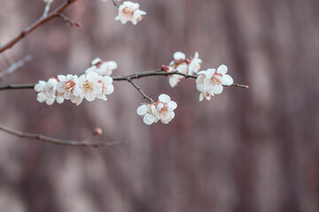 white plum blossoms in spring