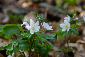 False Anemone or Isopyrum thalictroides, white anemone like flowering early spring european plant inhabitating woodlands, family Ranunculaceae native to Eurasia