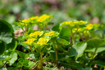 Blooming Golden Saxifrage Chrysosplenium alternifolium with soft edges. Selective focus. Has healing properties. Yellow spring small flowers