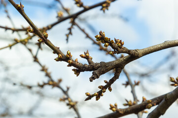 budding buds on a tree branch in early spring macro