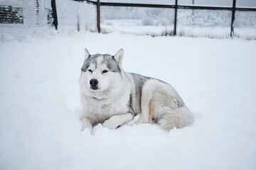 A beautiful purebred northern sled dog enjoys life outside. The gray old Siberian husky lies on the snow in the aviary in winter and rests.