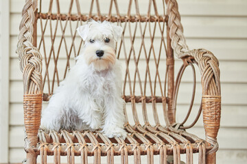 White miniature schnauzer puppy sits on a wicker chair on the porch of the house