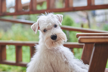 portrait of a white miniature schnauzer puppy, close-up