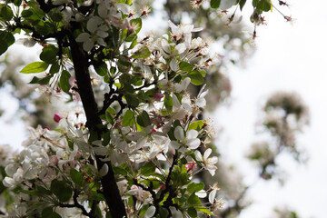 Cherry blossom, Sakura, Japanese cherry tree