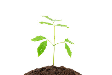Sprout growing from soil on white background with clipping path, environmental concept