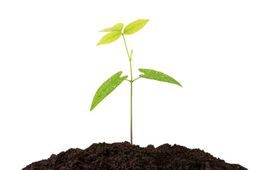 Sprout growing from soil on white background with clipping path, environmental concept