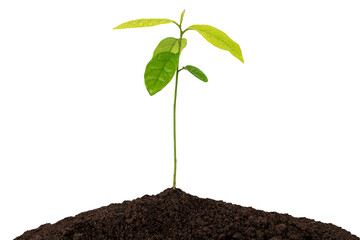 Sprout growing from soil on white background with clipping path, environmental concept