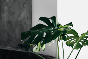 Large green leaves of tropical monstera on a gray background with copy space closeup selective focus scandinavian style room interior
