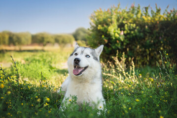 Husky breed dog lies on a green lawn in flowers, eyes of different colors, heterochromia