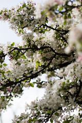Cherry blossom, Sakura, Japanese cherry tree