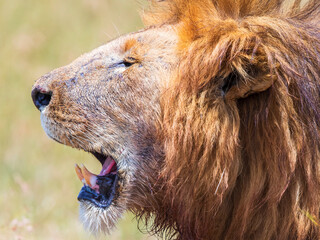 Lion male with open mouth showing his fangs