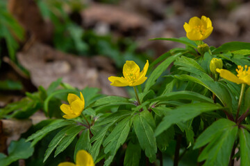 In the spring in the wild forest blooms anemone yellow Anemone ranunculoides