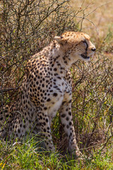 Cheetah sitting at a bush
