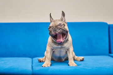 French bulldog puppy yawns while sitting on the couch