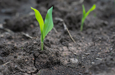 corn plant perfect growth food farmers