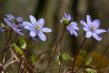 group of beautiful, purple first spring bloomers - wildflowers Large blue hepatica, Hepatica transsilvanica, in bright sunlight in early spring. Beautiful floral scenery background