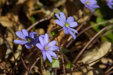 group of beautiful, purple first spring bloomers - wildflowers Large blue hepatica, Hepatica...