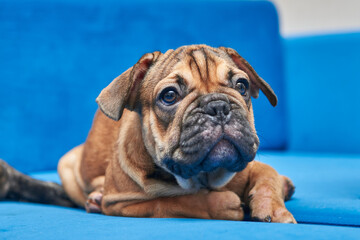 Red french bulldog puppy lies on a bright blue sofa