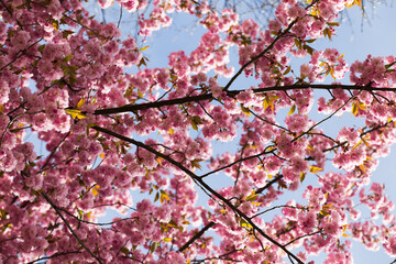 Cherry blossom, Sakura, Japanese cherry tree