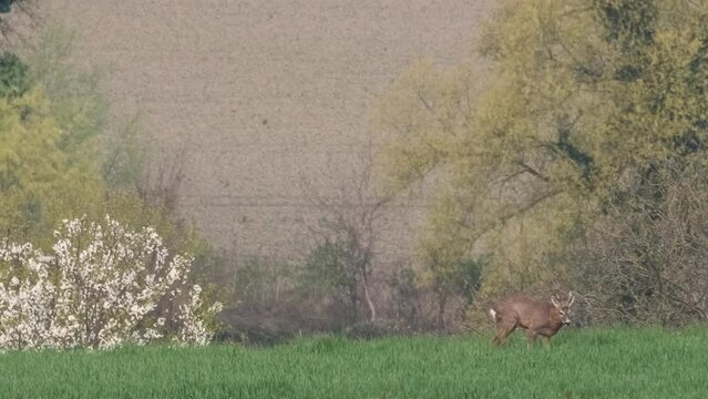 Rehe im Fr&uuml;hling 3
