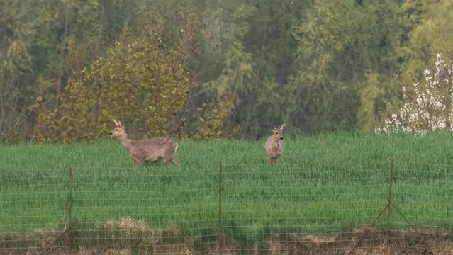 Rehe im Fr&uuml;hling 2