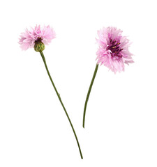 Set of pink knapweed flowers isolated