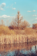 Reed grass dry and yellow on the water edge, with one bare tree and bright blue sky and blue pond lake with reflections