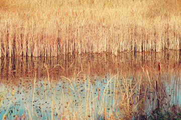 Reed grass dry and yellow on the water edge, blue pond lake with reflections, on a bright sunny day